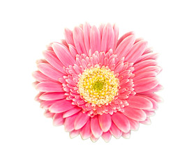 Pink gerbera isolated on white background