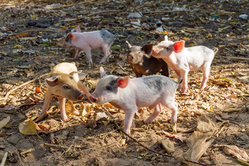 Cute piglets in the morning sun in Madagascar