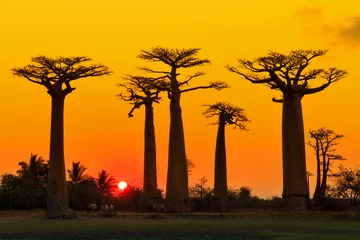 Fototapete Rund Schöne Baobab-Bäume bei Sonnenuntergang an der Allee der Baobabs in Madagaskar © dennisvdwater