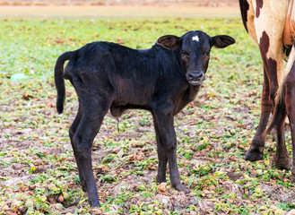 A newborn Zebu calf standing next to its mother in Madagascar