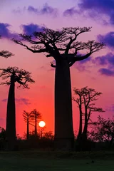 Papier Peint photo Autocollant Baobab Beaux baobabs au coucher du soleil à l& 39 avenue des baobabs à Madagascar