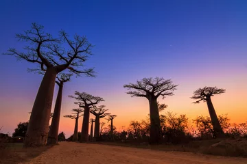 Foto op Canvas Mooie Baobab-bomen na zonsondergang aan de laan van de baobabs in Madagascar © dennisvdwater