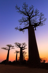 Mooie Baobab-bomen na zonsondergang aan de laan van de baobabs in Madagascar
