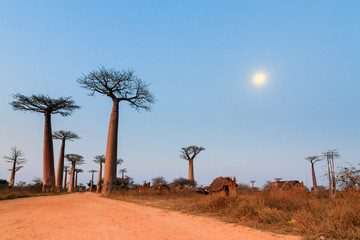 Beautiful Baobab trees and the moon after sunset at the avenue of the baobabs in Madagascar