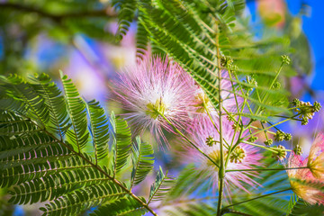 Beautiful bloom of wood. Bright colorful view of pink fluffy flowers against the blue sky.
