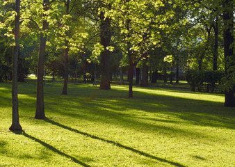 The horizontal landscape of a park illuminated by the sun with deciduous trees