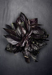 Top view of natural healthy basil on dark background. 