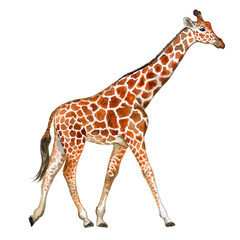 Giraffe isolated on white background. Watercolor. Image