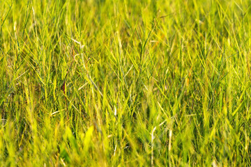 green grass with yellow background