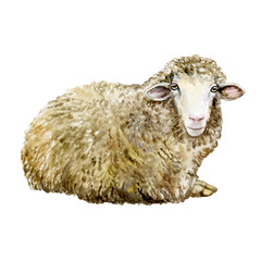 Sheep on a white background. Watercolor. Template. Drawing. Illustration