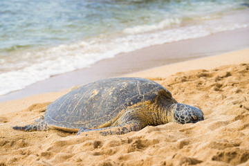 Obraz premium green sea turtle at haleiwa beach, Oahu, Hawai'i