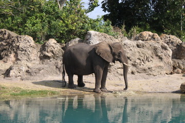 Fototapeta premium Afrikanischer Elefant an der Wasserstelle