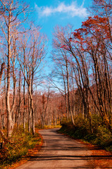 Fototapeta premium Autumn country road in Yamagata