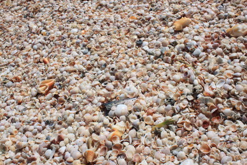 Muschelstrand