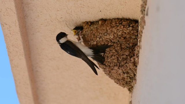 Swallow Baby Chicks Feeding on Nest, Swallow Baby chicks on nest waiting mouth opened to be fed by their parents.