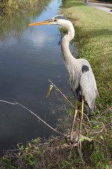 Everglades Reiher