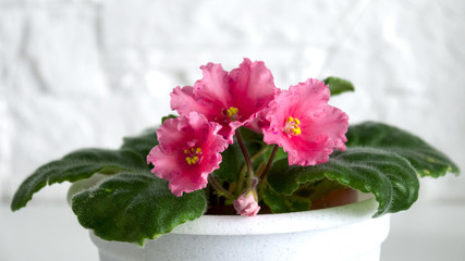 pink, purple violets growing in a pot on the backdrop of white stone walls