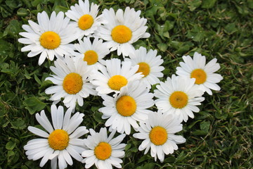 Obraz premium Margeriten