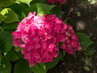 Hydrangea flower (Hydrangea macrophylla) in a garden