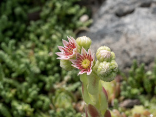 Sempervivum flower ,Macro shot of Flowering sempervivum