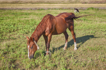 Obraz premium horse and cow on the meadow