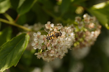 Bee collected nectar from white flowers