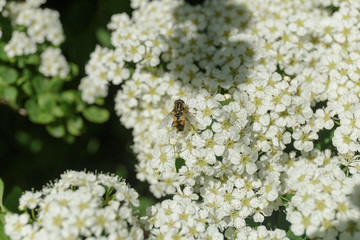 Bee collected nectar from white flowers