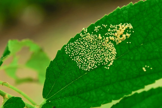 insect eggs
