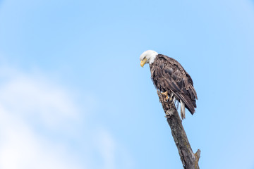 Bald Eagle Perched on Branch