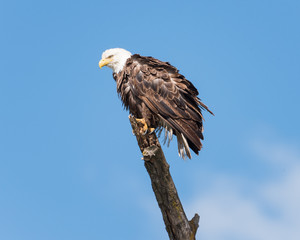 Bald Eagle Perched on Branch