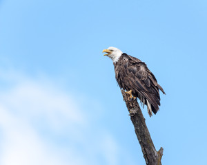 Bald Eagle Perched on Branch