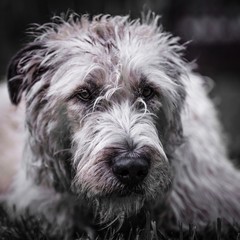 Irish wolfhound