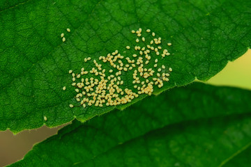 insect eggs
