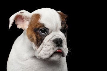 Funny Portrait of British Bulldog Puppy on isolated black background