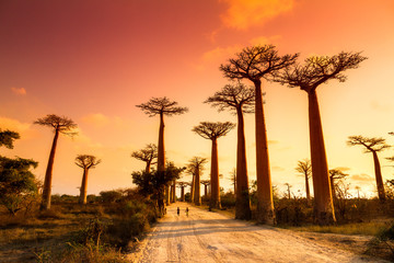 Beautiful Baobab trees at sunset at the avenue of the baobabs in Madagascar - obrazy, fototapety, plakaty