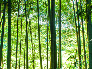 Fototapeta premium 竹林