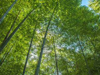 Fototapeta premium 竹林