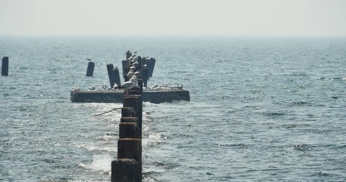 4k,Seagulls stay in the dam,birds flying over sea.