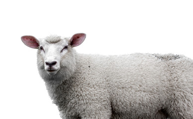 Close-up van het hoofd van een schaap tegen een witte achtergrond