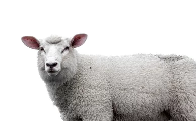 Fotobehang Schaap Close-up van het hoofd van een schaap tegen een witte achtergrond