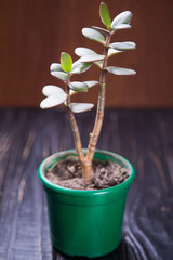 young green houseplant