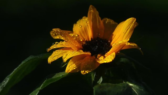 Sunflower trembling on the wind and raindrops are falling in slow motion. Macro shot of beautiful nature flower. Shooting with high-speed camera.
