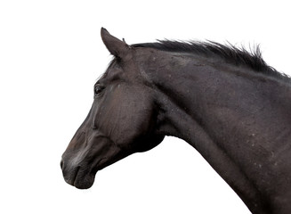  Portrait of a horse on a white background