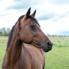 Portrait of bay horse in summer