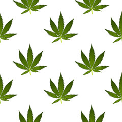 Fototapeta premium Hemp Cannabis Leaf in vintage linear style - seamless pattern.