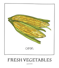 Hand drawn vector illustration of isolated corn cob.