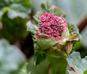 The rhubarb are in blossom (flower head).