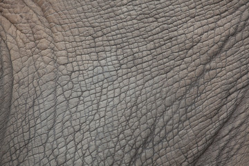 Rhinocéros blanc du sud (Ceratotherium simum simum).