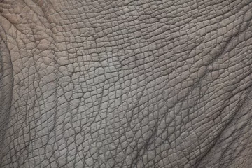 Photo sur Plexiglas Rhinocéros Rhinocéros blanc du sud (Ceratotherium simum simum).
