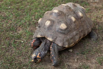 Red-footed tortoise (Chelonoidis carbonaria).